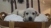  Nutmeg , a male Labrador Retriever for sale in Springfield, MO – 3 of 3
