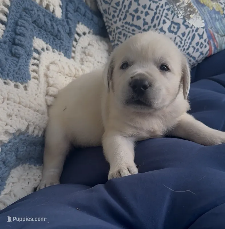 Max – Labrador Retriever puppy for sale in Springfield, MO