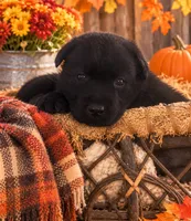 Sally, a female Labrador Retriever for sale in Springfield, MO – 9 of 9