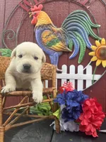 Maggie, a female Labrador Retriever for sale in Springfield, MO – 3 of 6