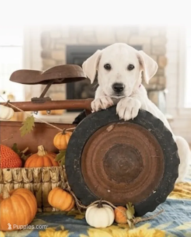 Autumn  – Labrador Retriever puppy for sale in Springfield, MO