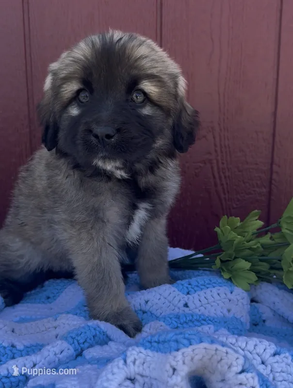 Sally, a female Labrador Retriever and English Mastiff for sale in Springfield, MO – 1 of 5