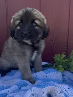 Sally, a female Labrador Retriever and English Mastiff for sale in Springfield, MO – 1 of 5