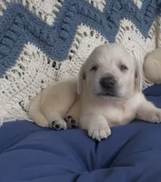 Presley, a female Labrador Retriever for sale in Springfield, MO – 2 of 3