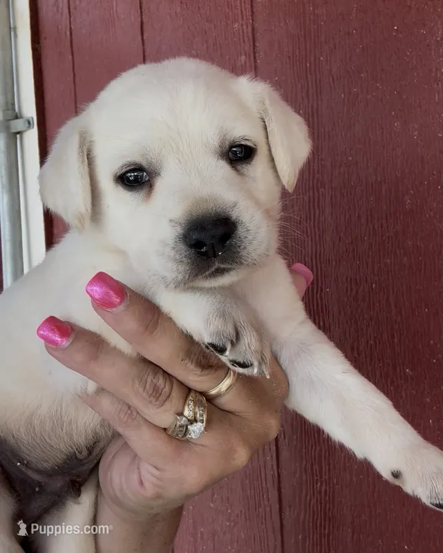 Blaze – Labrador Retriever puppy for sale in Springfield, MO