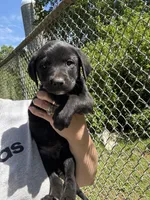 Midnight , a male Labrador Retriever for sale in Springfield, MO – Photo 4 of 4