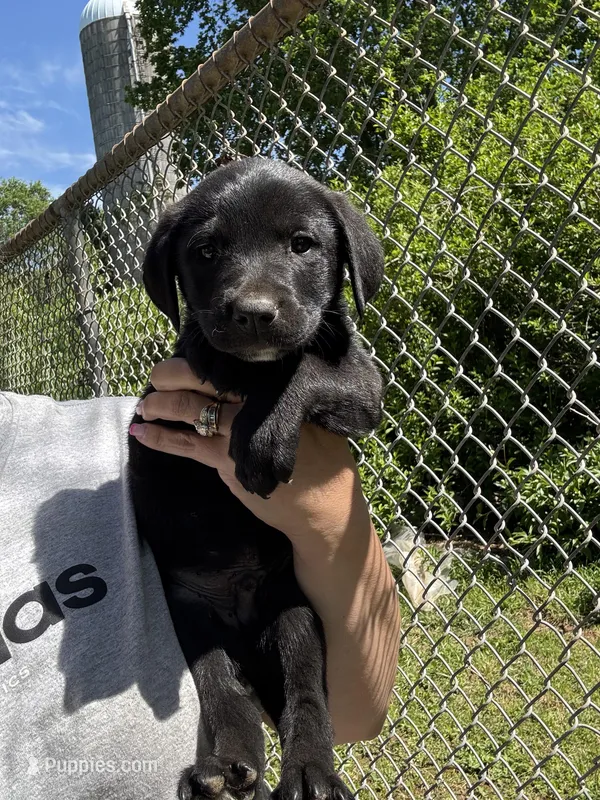 Midnight  – Labrador Retriever puppy for sale in Springfield, MO
