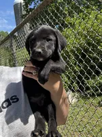 Midnight , a male Labrador Retriever for sale in Springfield, MO – Photo 2 of 4