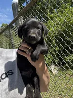Midnight , a male Labrador Retriever for sale in Springfield, MO – Photo 3 of 4