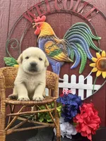 Frankie , a male Labrador Retriever for sale in Springfield, MO – 4 of 6
