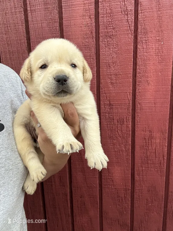 Frankie  – Labrador Retriever puppy for sale in Springfield, MO