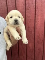 Frankie , a male Labrador Retriever for sale in Springfield, MO – 1 of 6