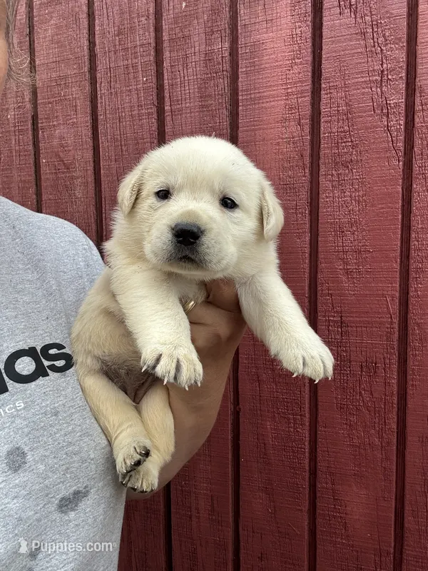 Baby – Labrador Retriever puppy for sale in Springfield, MO