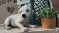 Sunny , a female Labrador Retriever for sale in Springfield, MO – 7 of 8