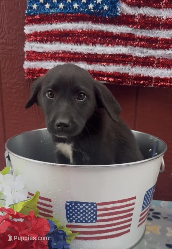 Greta  – Labrador Retriever, English Mastiff puppy for sale in Springfield, MO