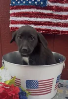 Greta , a female Labrador Retriever and English Mastiff for sale in Springfield, MO – 1 of 10