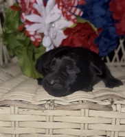 Jackson, a male Labrador Retriever for sale in Springfield, MO – 4 of 4