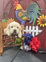 Ginnie , a female Labrador Retriever for sale in Springfield, MO – 6 of 6