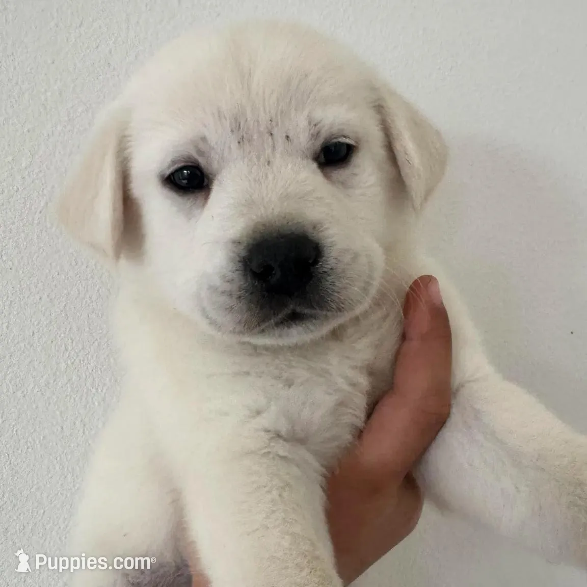 Lily, a female Labrador Retriever for sale in Springfield, MO – Photo 2 of 6