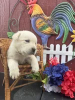 Baby, a female Labrador Retriever for sale in Springfield, MO – 4 of 9