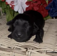 Nugget, a male Labrador Retriever for sale in Springfield, MO – 5 of 5
