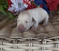 Izzy, a female Labrador Retriever for sale in Springfield, MO – 3 of 3