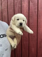 Baby, a female Labrador Retriever for sale in Springfield, MO – 3 of 9