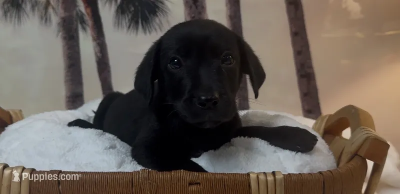 Jack – Labrador Retriever puppy for sale in Springfield, MO