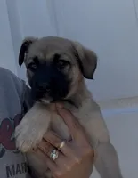 Roxie, a female Labrador Retriever and Mastador for sale in Springfield, MO – 4 of 9