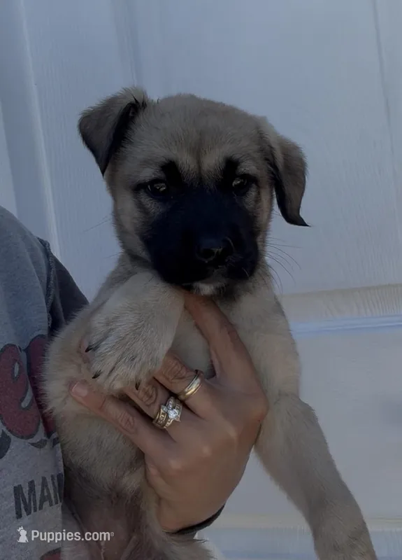 Roxie – Labrador Retriever, Mastador puppy for sale in Springfield, MO