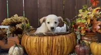 Jolly, a female Labrador Retriever for sale in Springfield, MO – 2 of 5
