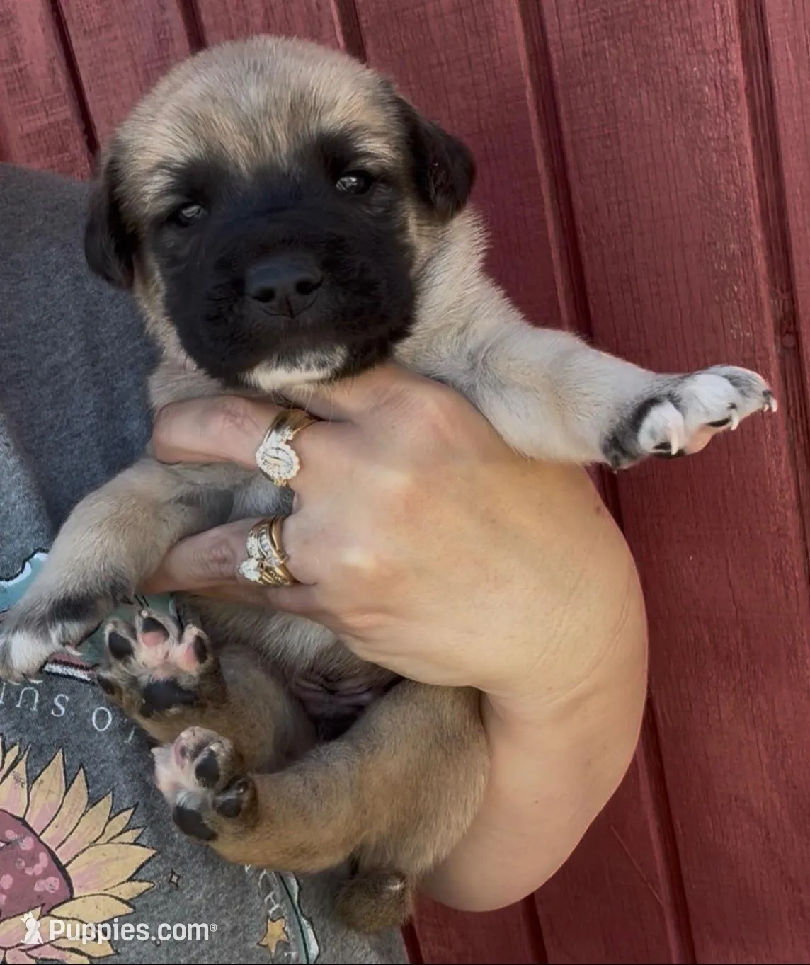 Jack – Labrador Retriever, Mastador puppy for sale in Springfield, MO