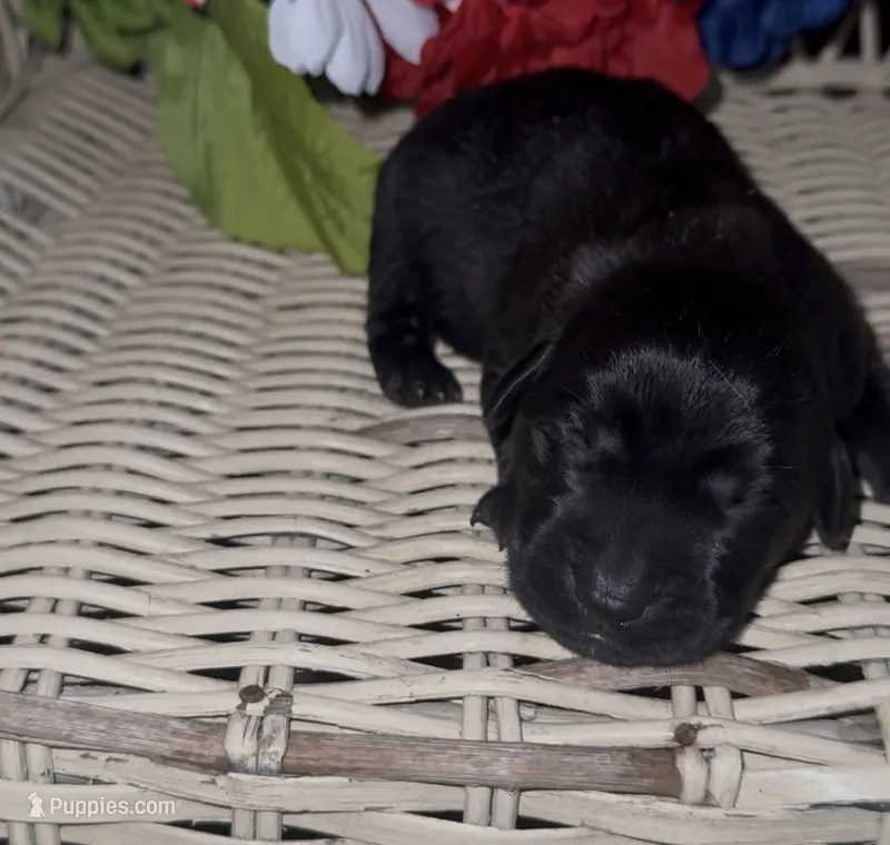 Paul – Labrador Retriever puppy for sale in Springfield, MO