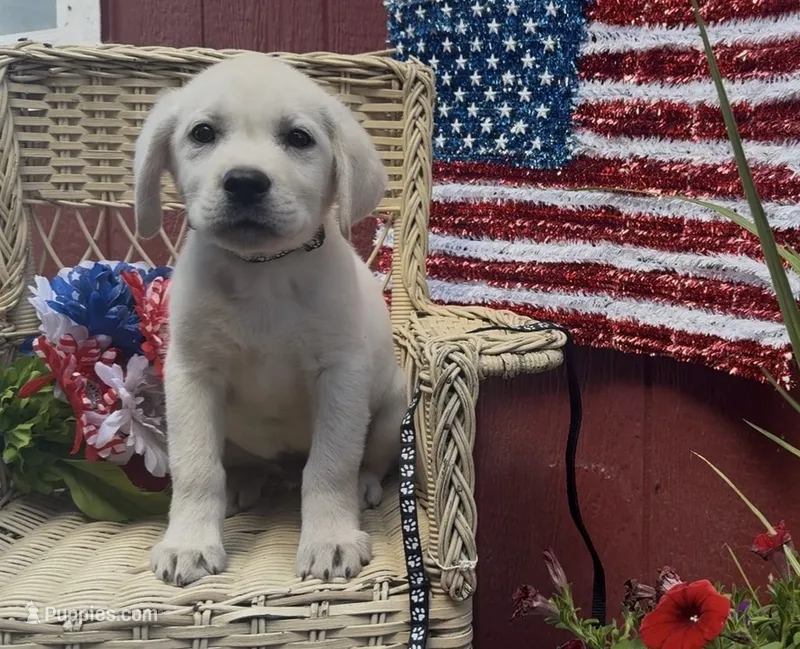 Blake – Labrador Retriever puppy for sale in Springfield, MO