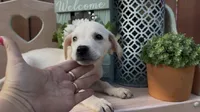 Sunny , a female Labrador Retriever for sale in Springfield, MO – 2 of 8