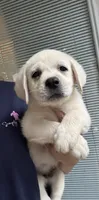 Blake, a male Labrador Retriever for sale in Springfield, MO – 2 of 2
