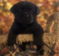 Jackson, a male Labrador Retriever for sale in Springfield, MO – 1 of 6