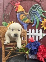Maggie, a female Labrador Retriever for sale in Springfield, MO – 5 of 6