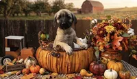 Wilma, a female Labrador Retriever and English Mastiff for sale in Springfield, MO – 1 of 10
