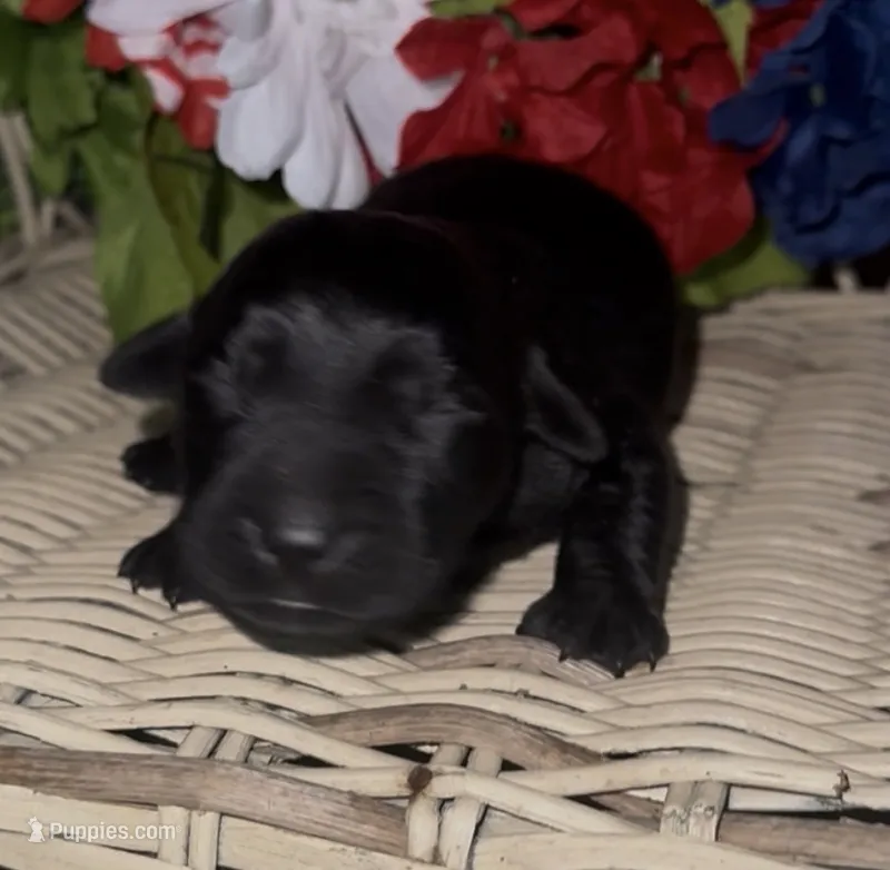 Jackson – Labrador Retriever puppy for sale in Springfield, MO