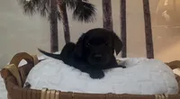Millie, a female Chow Chow and Labrador Retriever for sale in Springfield, MO – 10 of 10
