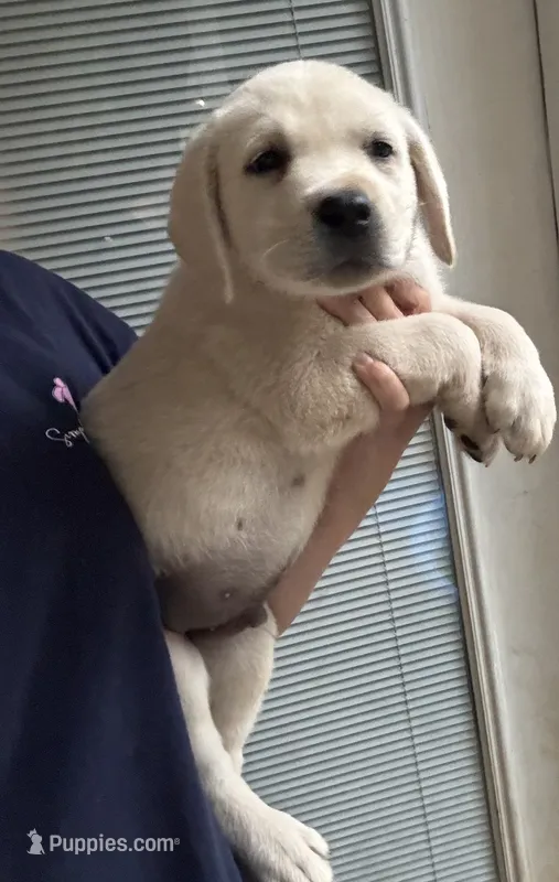 Bentley – Labrador Retriever puppy for sale in Springfield, MO