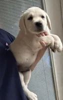 Bentley, a male Labrador Retriever for sale in Springfield, MO – 1 of 3