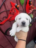 Max, a male Labrador Retriever for sale in Springfield, MO – 10 of 10