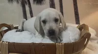 Izzy, a female Labrador Retriever for sale in Springfield, MO – 7 of 7
