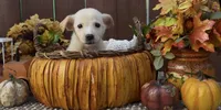 Jolly, a female Labrador Retriever for sale in Springfield, MO – 5 of 5