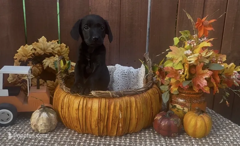 Millie – Chow Chow, Labrador Retriever puppy for sale in Springfield, MO