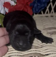 Presley , a female Labrador Retriever for sale in Springfield, MO – 5 of 5