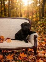 Jackson, a male Labrador Retriever for sale in Springfield, MO – 2 of 6