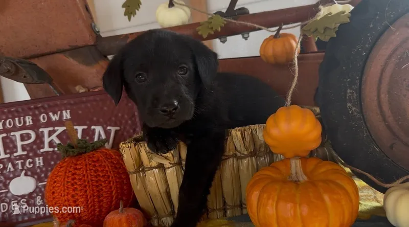 Rusty – Labrador Retriever puppy for sale in Springfield, MO